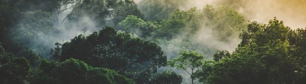 Aerial view of a rainforest at sunset during a light rainstorm.
